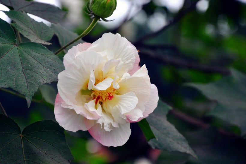 粉色木芙蓉圖片  