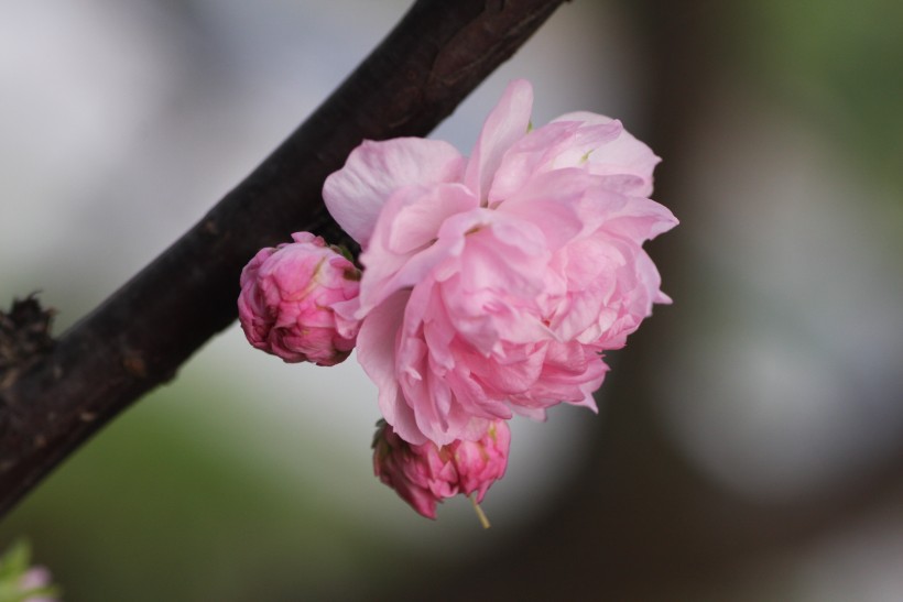 粉色郁李花图片   