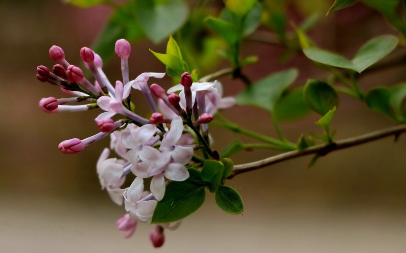 丁香花唯美的图片