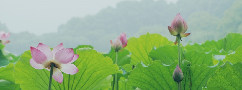 清香袭人的荷花图片