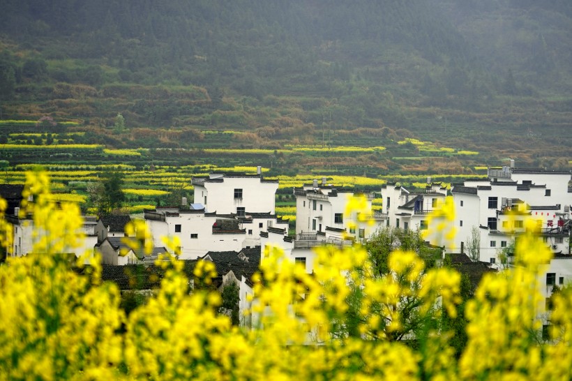 江西婺源油菜花风景图片