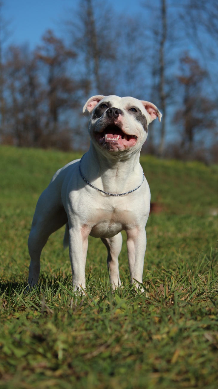 憨萌可愛的斗牛犬圖片