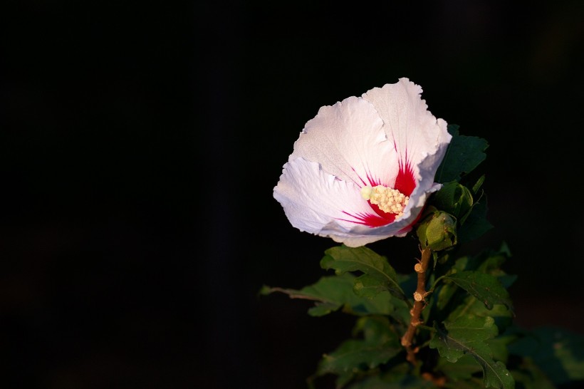 淡雅木槿花圖片