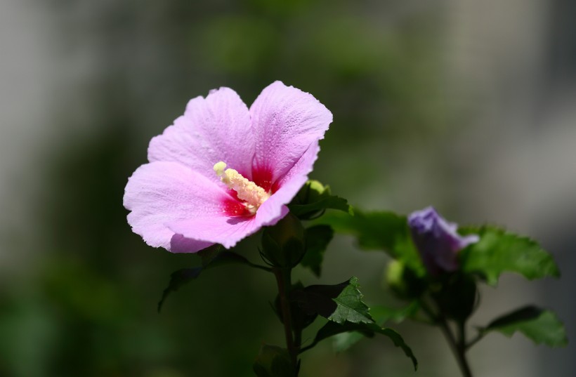 木槿花圖片