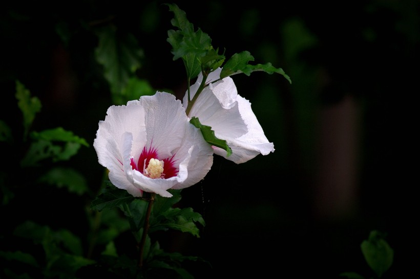 白色木槿花圖片