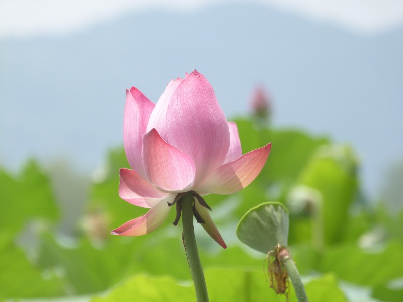 荷花圖片