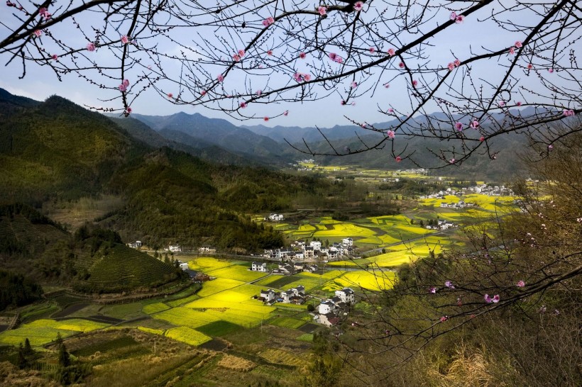 远眺油菜花田图片