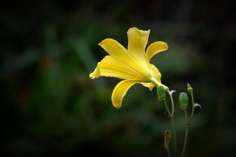 黃色萱草花圖片  