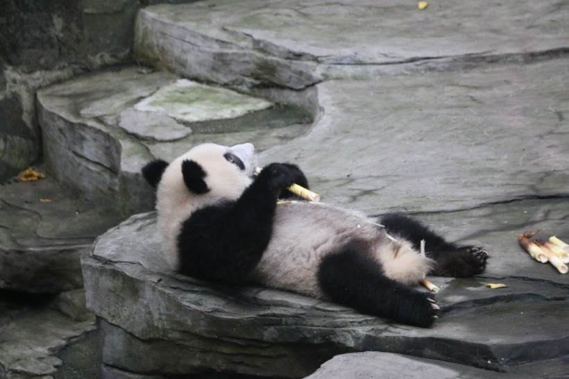 可爱大熊猫图片