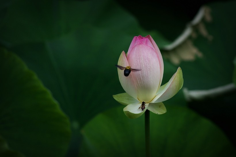 荷花图片