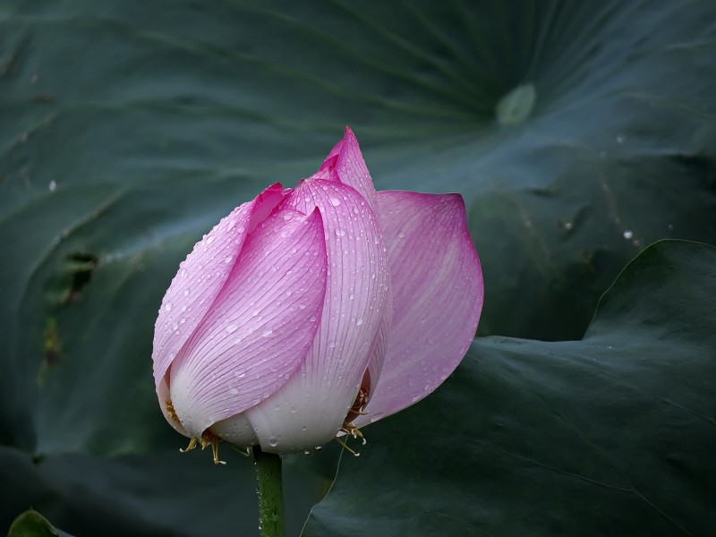 雨后荷花圖片