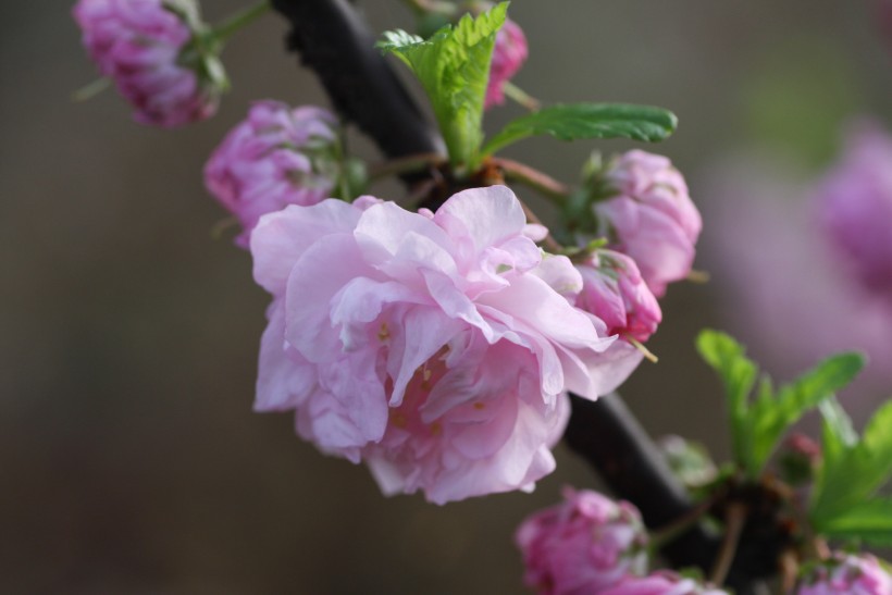 粉色郁李花图片   