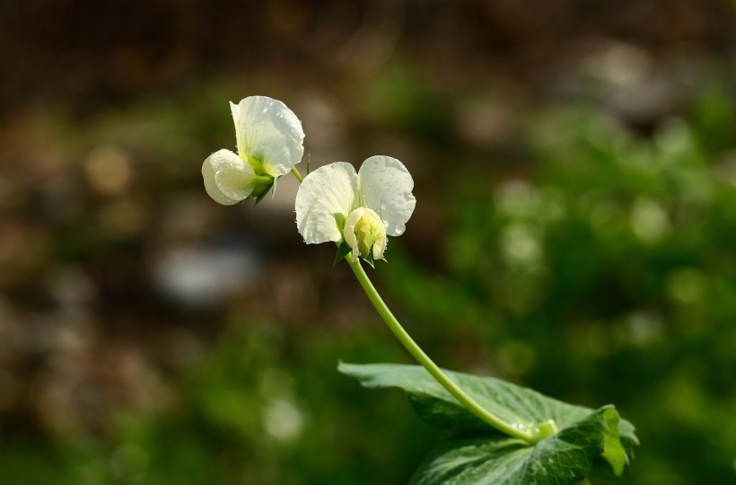 豌豆花圖片