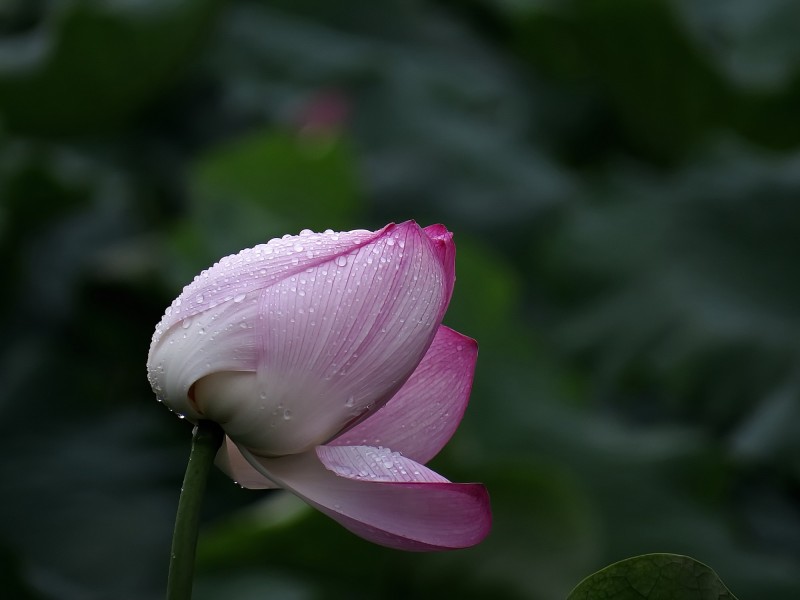 雨后荷花圖片