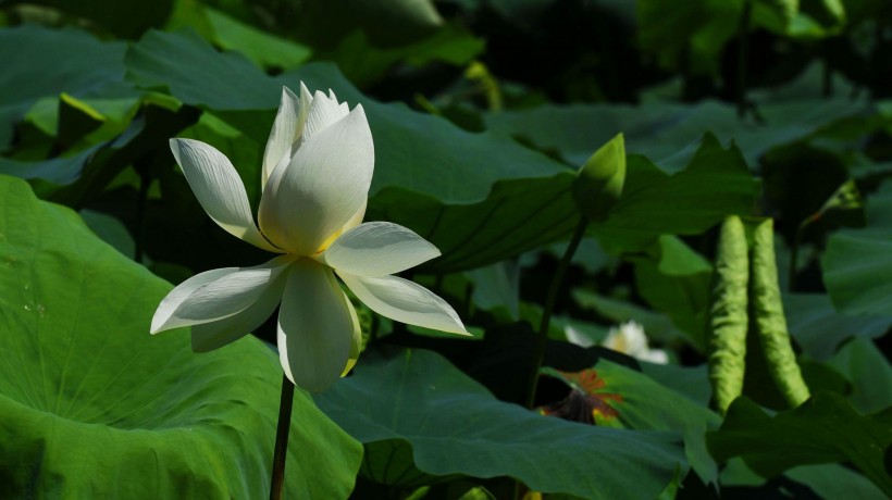 荷花圖片