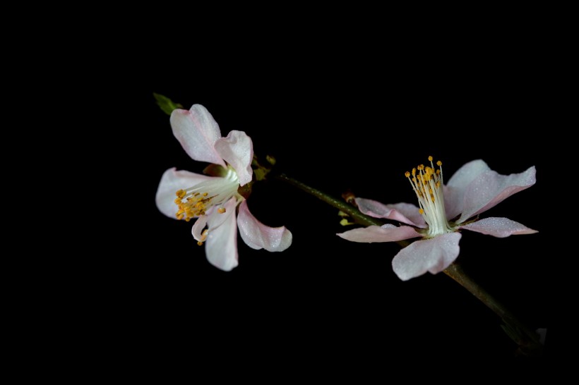 微距桃花圖片