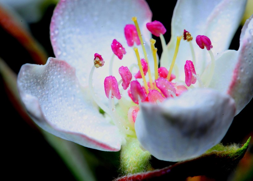 漂亮的鲜花花蕊图片