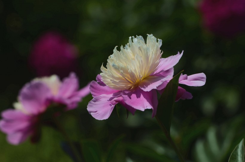 芍药花图片