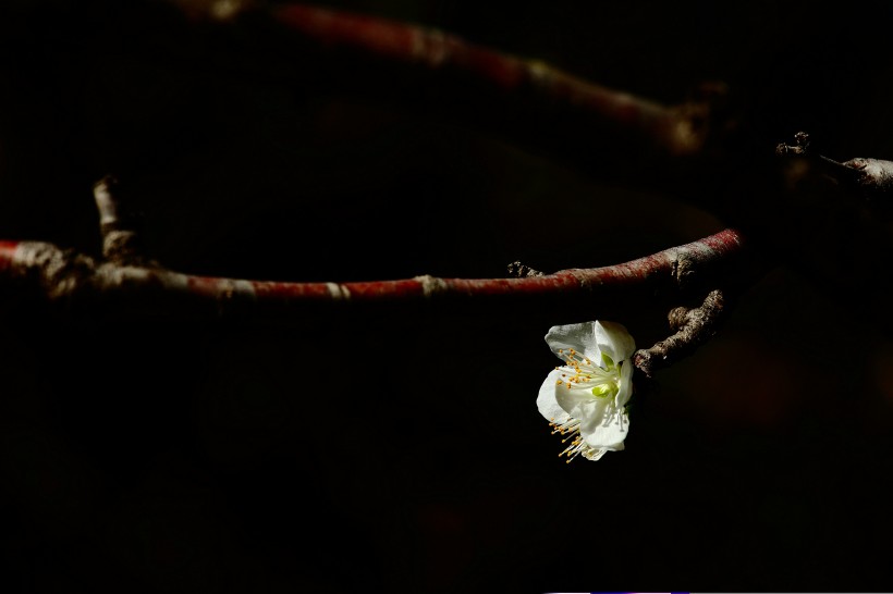 山桃花图片