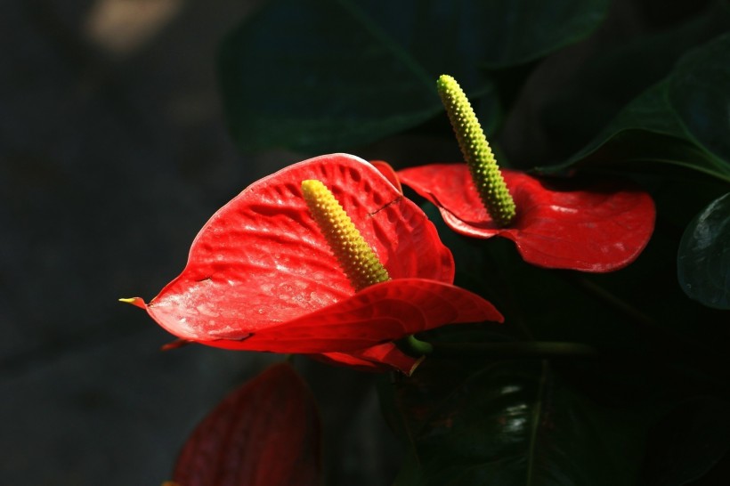 紅掌圖片