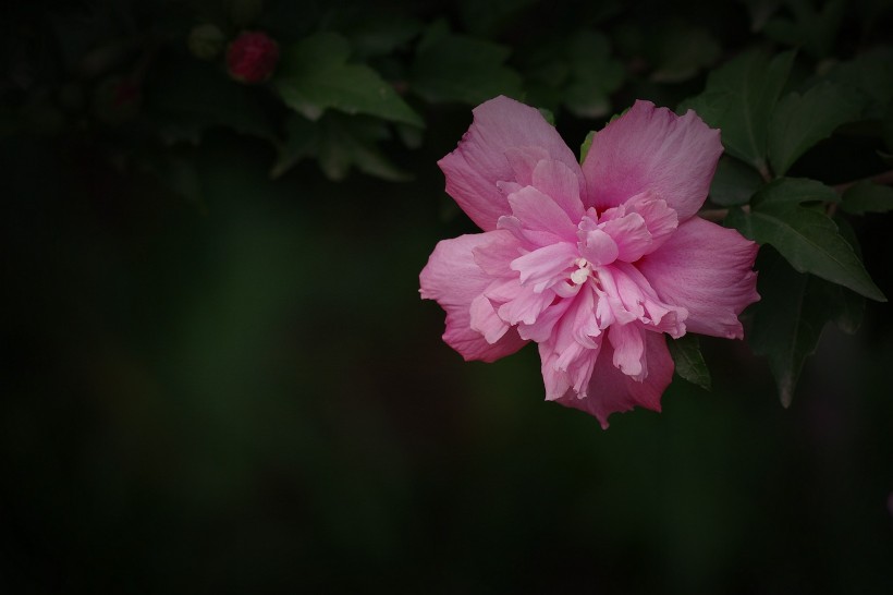 粉色木槿花圖片