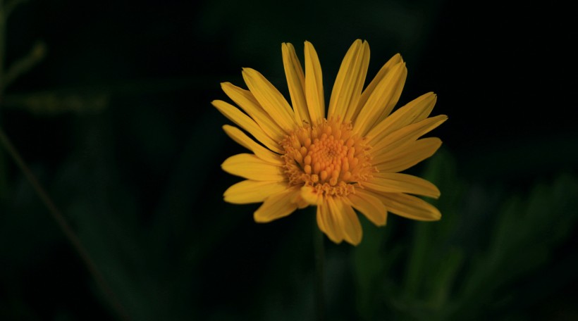 黃色菊花圖片