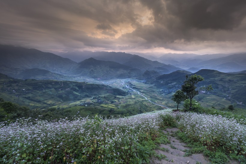 越南稻田風(fēng)景圖片