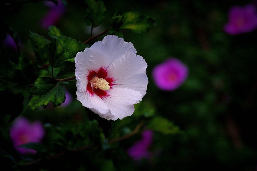 白色木槿花圖片