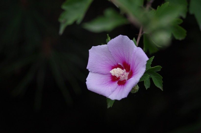 木槿花圖片 