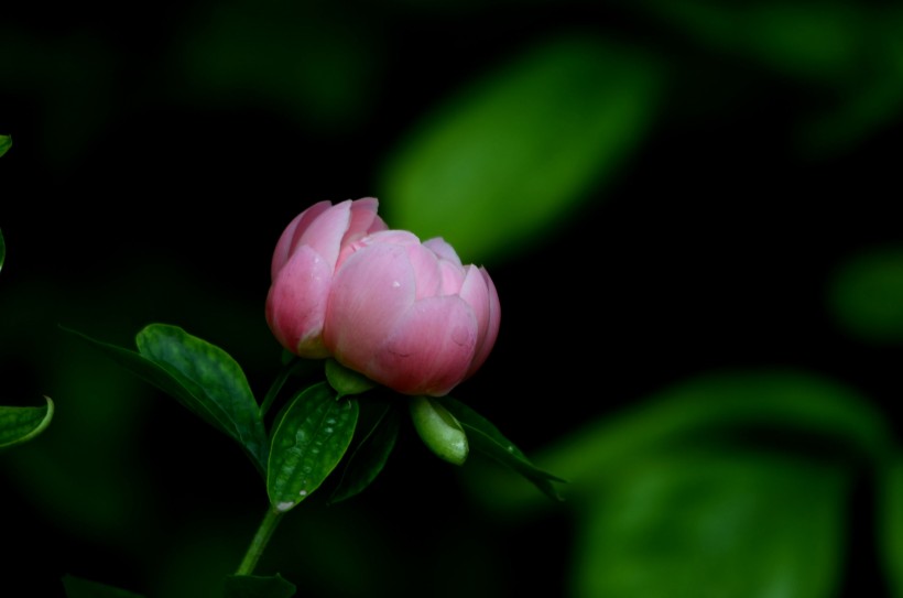 芍药花图片