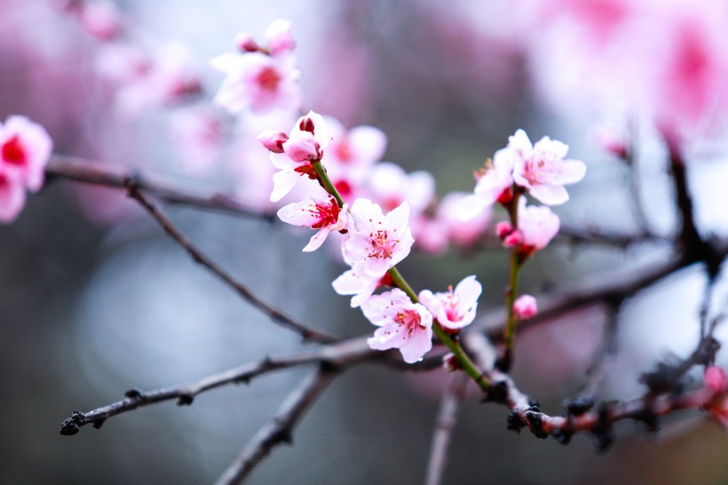 西藏林芝桃花沟风景图片