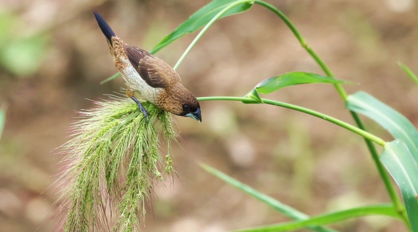 白腰文鳥(niǎo)圖片