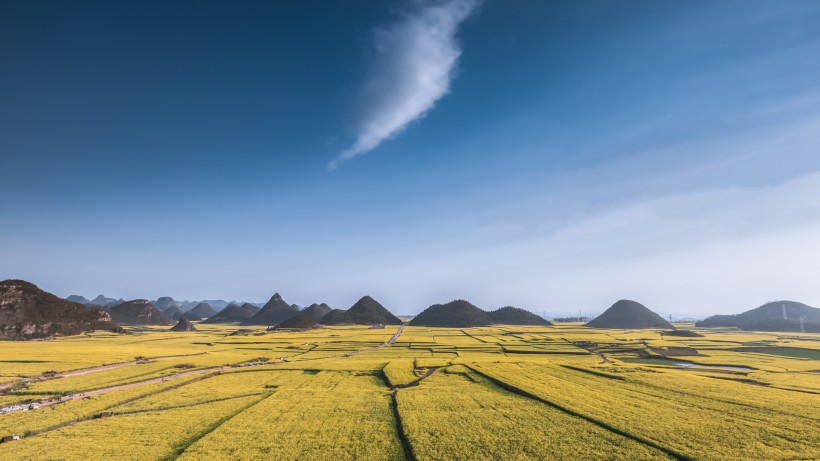 云南罗平油菜花风景图片