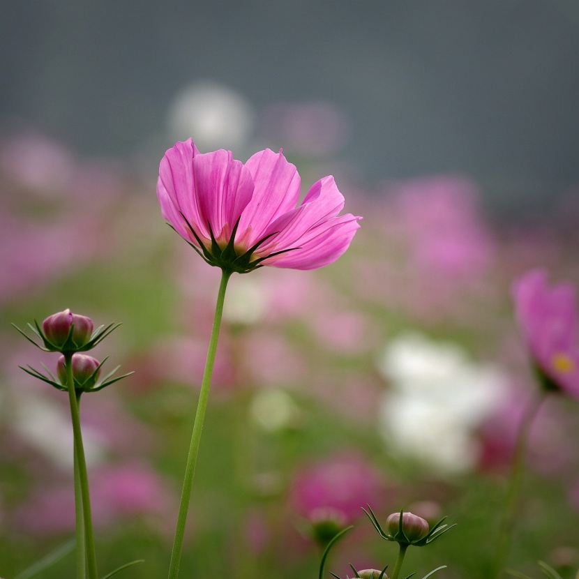 粉色波斯菊圖片