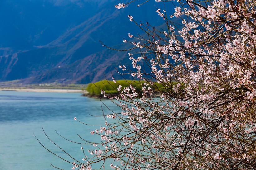 西藏林芝桃花沟风景图片