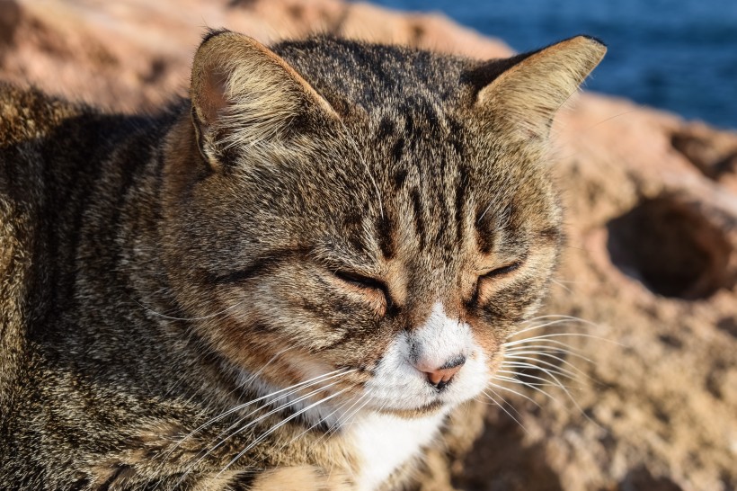 猫咪脸部特写图片