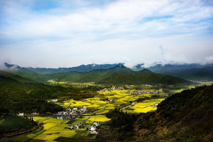 远眺油菜花田图片