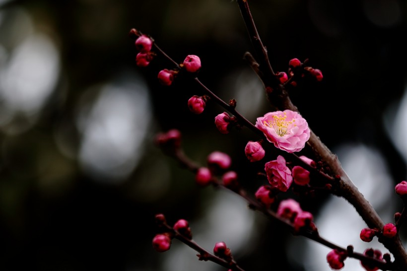 白色和粉色樱花图片