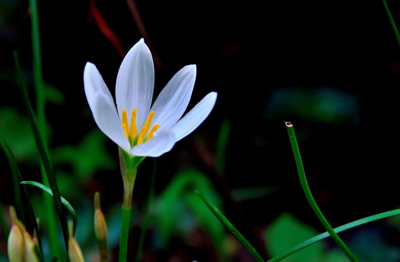 蔥蘭花圖片