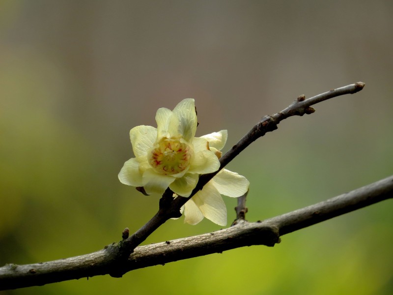 黃色的臘梅花圖片