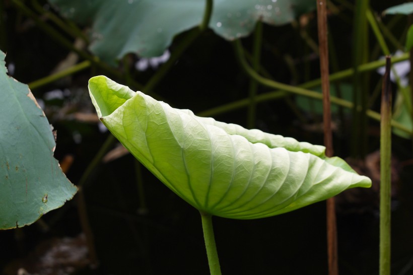 清晨的荷花圖片