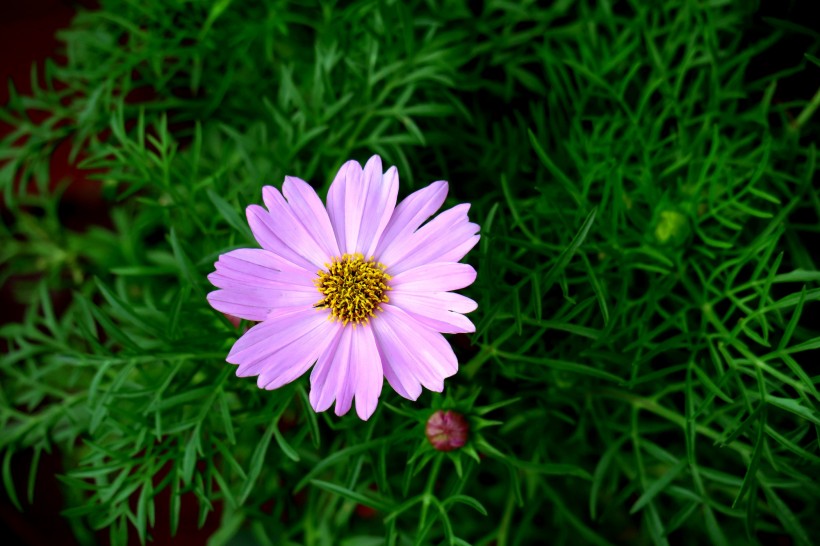 淡紫色波斯菊图片