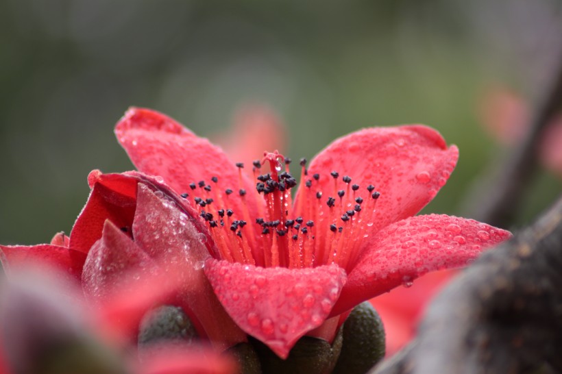 紅色木棉花圖片