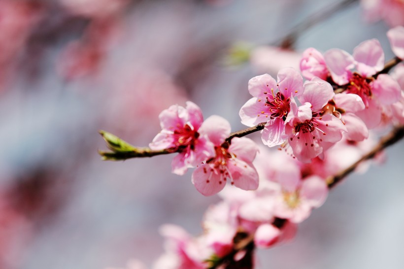 桃花图片