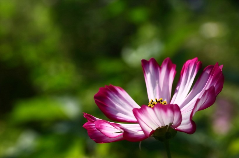 格桑花图片