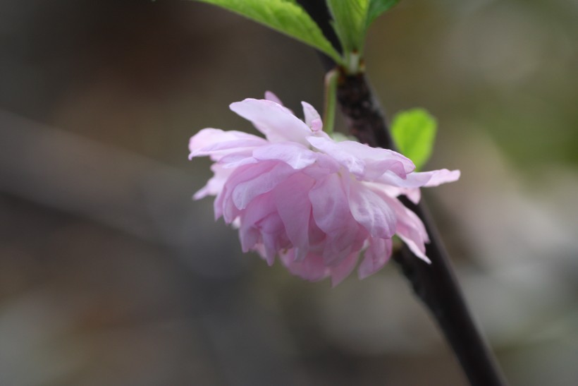 粉色郁李花图片   