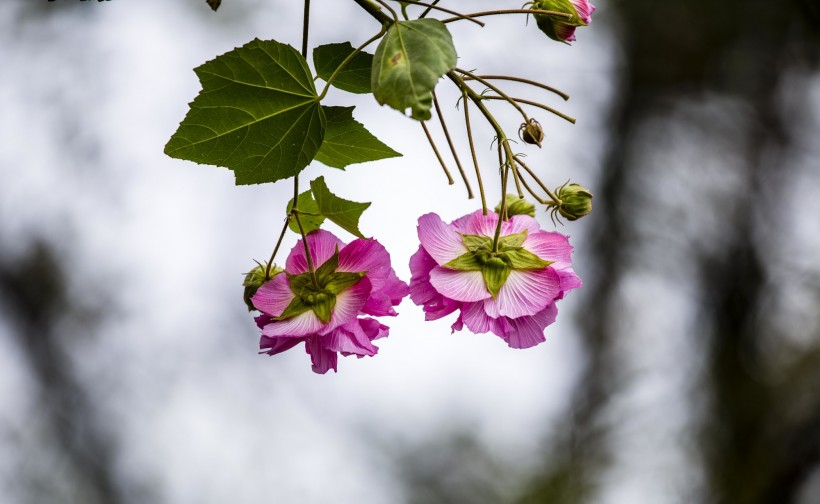 粉色木芙蓉圖片