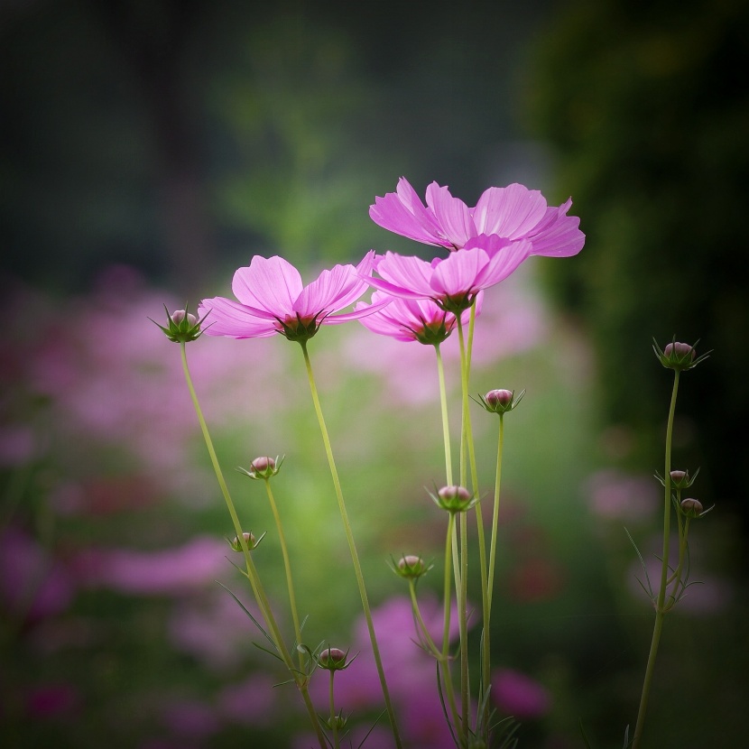 粉色波斯菊圖片