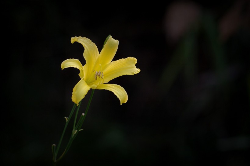 黃色萱草花圖片  