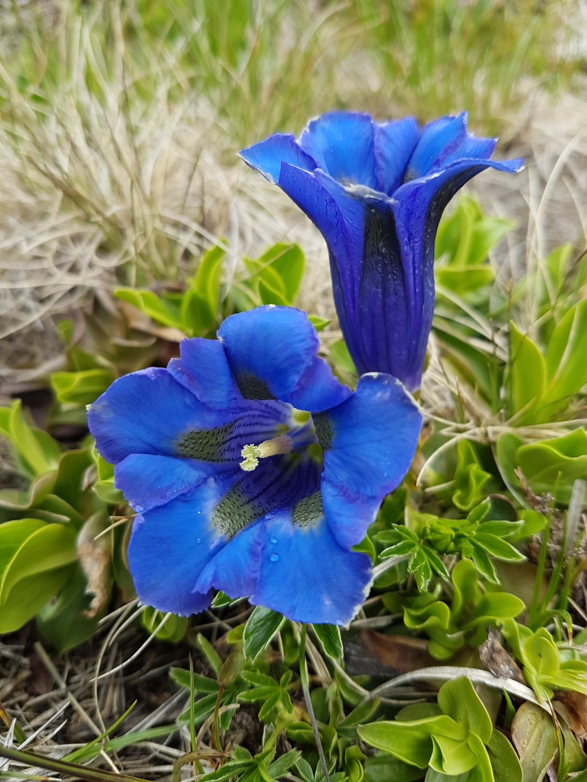 龍膽花圖片